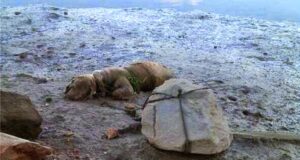 Un hombre mata a su perro atándolo a una piedra y dejando que se ahogue al subir la marea