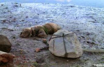 Un hombre mata a su perro atándolo a una piedra y dejando que se ahogue al subir la marea