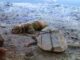 Un hombre mata a su perro atándolo a una piedra y dejando que se ahogue al subir la marea