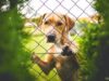 La increíble historia del perro que está dando la vuelta al mundo
