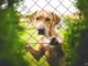 La increíble historia del perro que está dando la vuelta al mundo