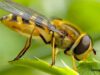 Relato: El gigante y la abeja