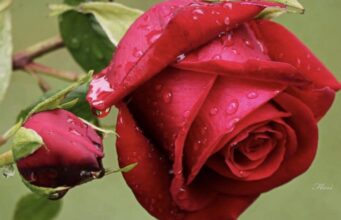 ¿Qué tipos de flores rojas existen?