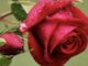 ¿Qué tipos de flores rojas existen?
