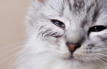 Cómo evitar la conjuntivitis en gatos que viven al aire libre