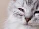 Cómo evitar la conjuntivitis en gatos que viven al aire libre