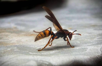 Llegó el calor y los insectos ¿Sabes cómo evitar que entren en tu casa mosquitos, moscas y avispas?