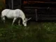 Se confirma que los unicornios han existido